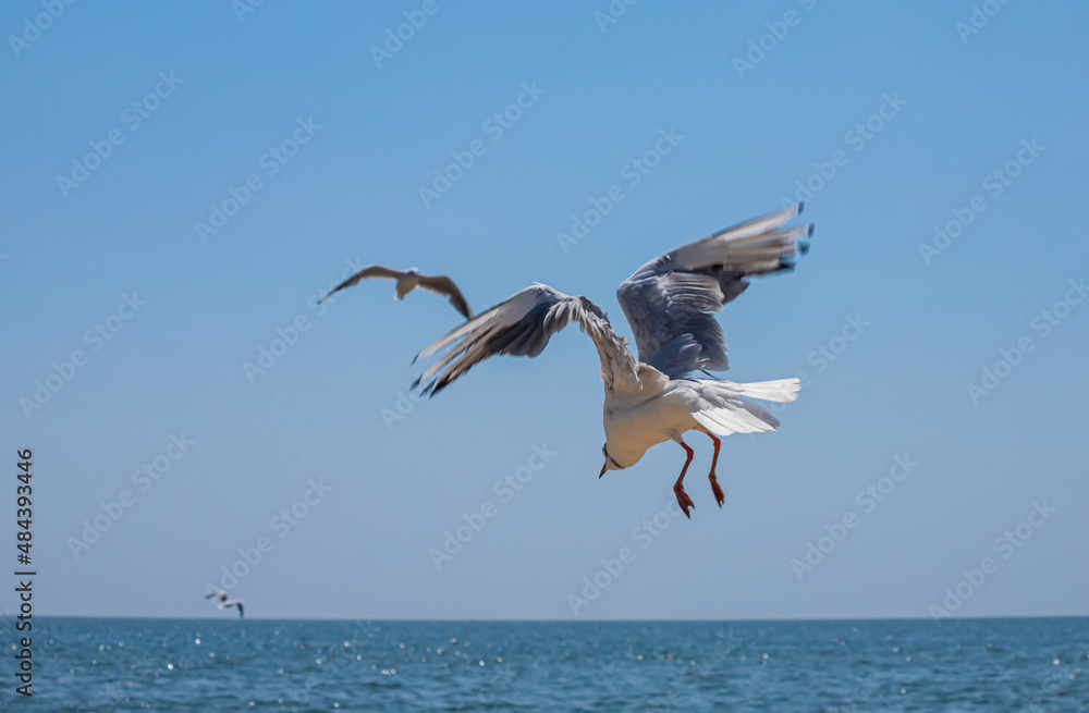 Seagull flying in sky. Seagull flying sky as freedom concept Seagull flying in sky. Seagull flying sky as freedom concept