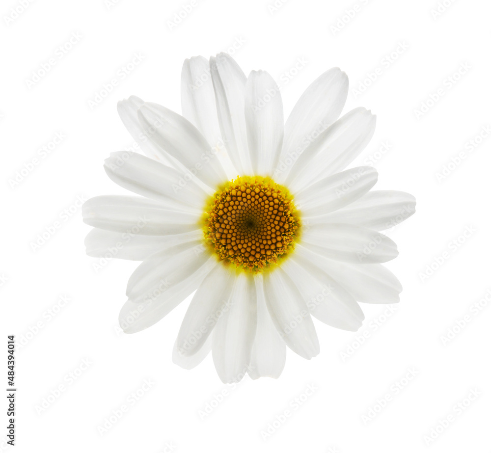 Daisy flower isolated on white background  closeup