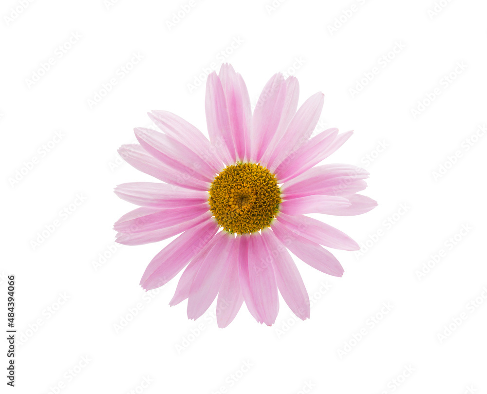 Pink flower isolated on white background closeup