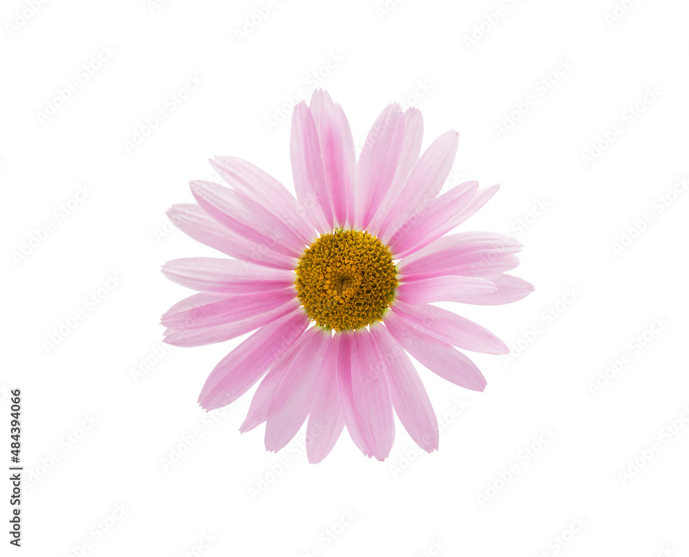 Pink flower isolated on white background closeup Pink flower isolated on white background closeup