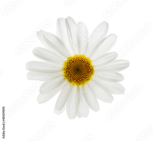 Daisy flower isolated on white background  closeup
