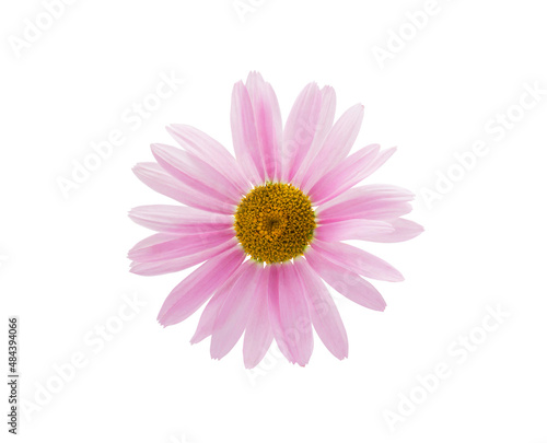 Pink flower isolated on white background closeup