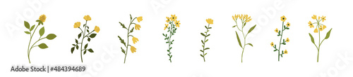 Yellow wildflowers set. Wild flowers floral botanical plants. Meadow and field herbs. Delicate summer flowers illustration in hand drawn flat style isolated on white background