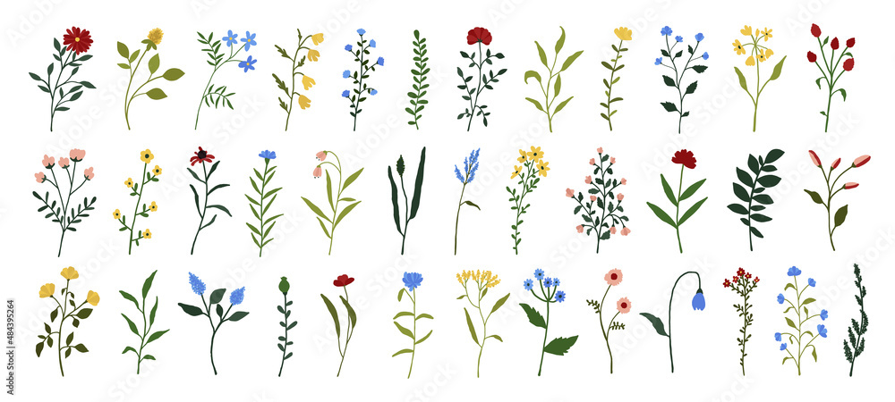 Wildflowers set. Wild flowers floral botanical plants. Meadow and field herbs. Delicate summer flowers illustration in hand drawn flat style isolated on white background - obrazy, fototapety, plakaty 