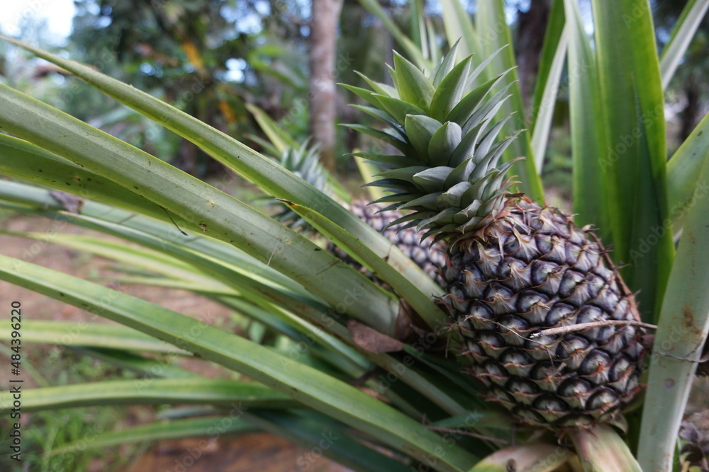 close up photo of pineapple still on the tree, unripe pineapple is green, looks like a pineapple textured like scales close up photo of pineapple still on the tree, unripe pineapple is green, looks like a pineapple textured like scales