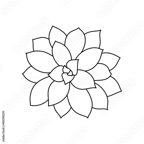 Succulent echeveria in doodle style, vector illustration. Desert flower for print and design. Outline mexican plant, graphic isolated element on a white background. Housplant for decor interior