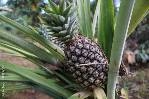 close up photo of pineapple still on the tree, unripe pineapple is green, looks like a pineapple textured like scales