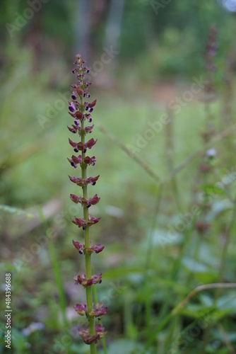 is a small purple flower that grows in the wild, flower name salvia nemorosa, with a blurred background