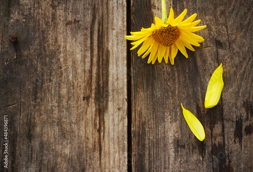 Yellow flower on old boards top view background