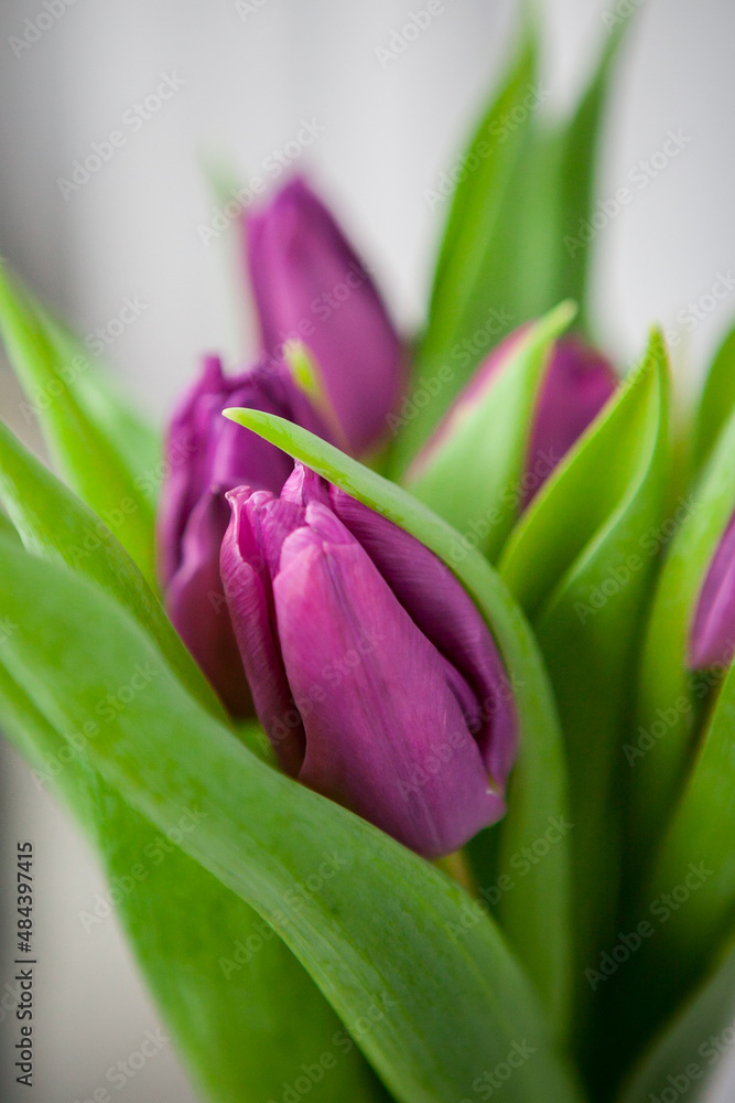 Bouquet of purple tulips on a white background, isolated with copy space.