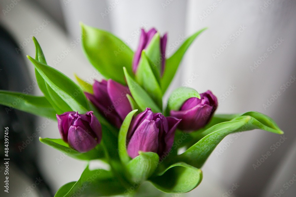 Bouquet of purple tulips on a white background, isolated with copy space. Bouquet of purple tulips on a white background, isolated with copy space.