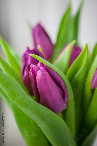 Bouquet of purple tulips on a white background  isolated with copy space.