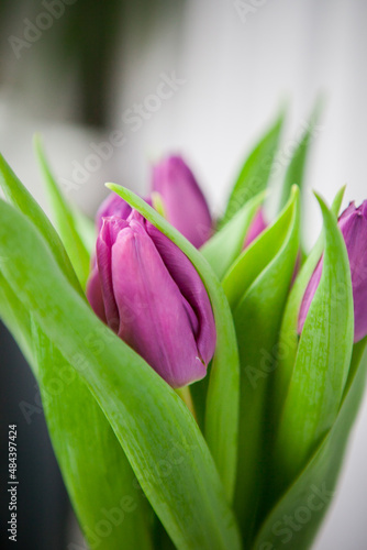 Bouquet of purple tulips on a white background  isolated with copy space.