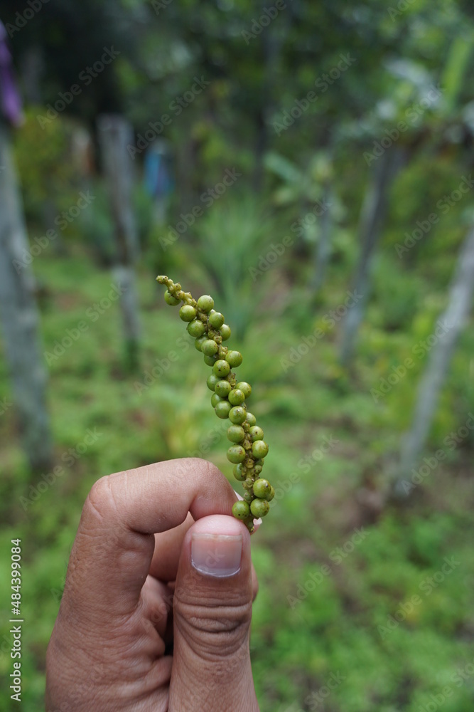 close up photo of freshly picked peppercorns, green in color and with many small grains, on a blurred background close up photo of freshly picked peppercorns, green in color and with many small grains, on a blurred background