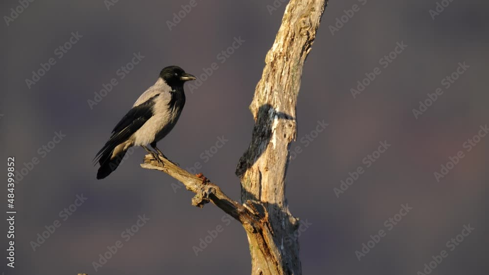Grey and black bird. Hooded Crow, Corvus cornix, tree trunk, blurred ...