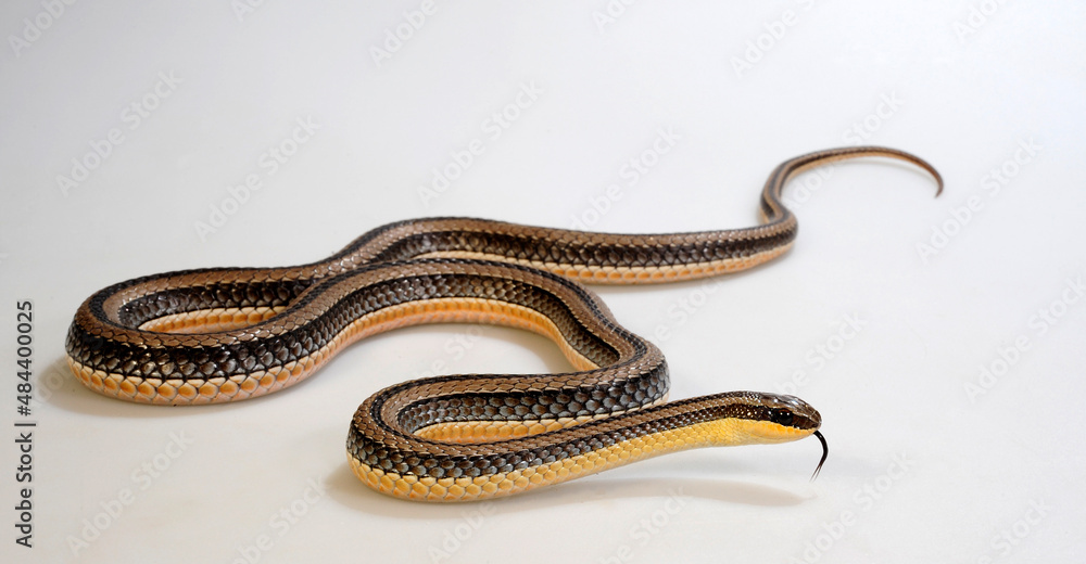 Striped Beaked Snake, Beaked skaapstekker (Kladirostratus acutus) Striped Beaked Snake, Beaked skaapstekker (Kladirostratus acutus)