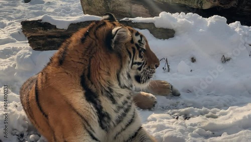 The Siberian or Amur tiger (Panthera tigris tigris or Panthera tigris altaica). This is a Symbol of 2022 and a popular zoo animal.The biggest cat in the world. Odessa zoo (Ukraine). photo