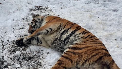 The Siberian or Amur tiger (Panthera tigris tigris or Panthera tigris altaica). This is a Symbol of 2022 and a popular zoo animal.The biggest cat in the world. Odessa zoo (Ukraine). photo