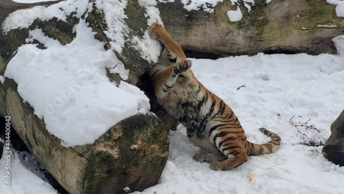 The Siberian or Amur tiger (Panthera tigris tigris or Panthera tigris altaica). This is a Symbol of 2022 and a popular zoo animal.The biggest cat in the world. Odessa zoo (Ukraine). photo