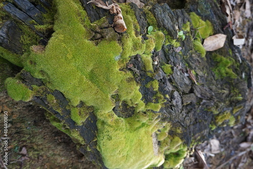 adalah foto lumut berwarna hijau yang hidup di kayu yang mati photo