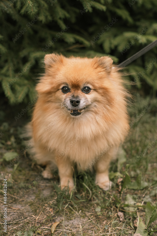 Pomeranian is scratching himself with his paw. Spitz Pomeranian is scratching himself with his paw. Spitz