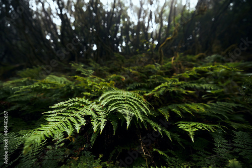 Selective focus on leaves of fern in mysterious foggy forest. Anaga national park in Tenerife  Spain..