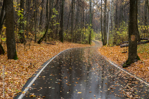 Empty bike path in the rain in the autumn forest