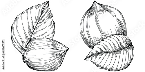 Hazelnut, filbert, cobnut hand-drawn Vector Illustration isolated on white background. Retro style farm product for restaurant menu, market label, logo, emblem and kitchen design. Decoration for food.