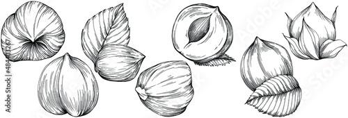Hazelnut, filbert, cobnut hand-drawn Vector Illustration isolated on white background. Retro style farm product for restaurant menu, market label, logo, emblem and kitchen design. Decoration for food.