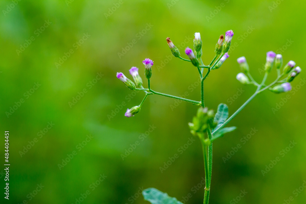 A plant known as Cyanthillium cinereum has mini flowers with various colors, the background of the leaves is green which is blurry A plant known as Cyanthillium cinereum has mini flowers with various colors, the background of the leaves is green which is blurry