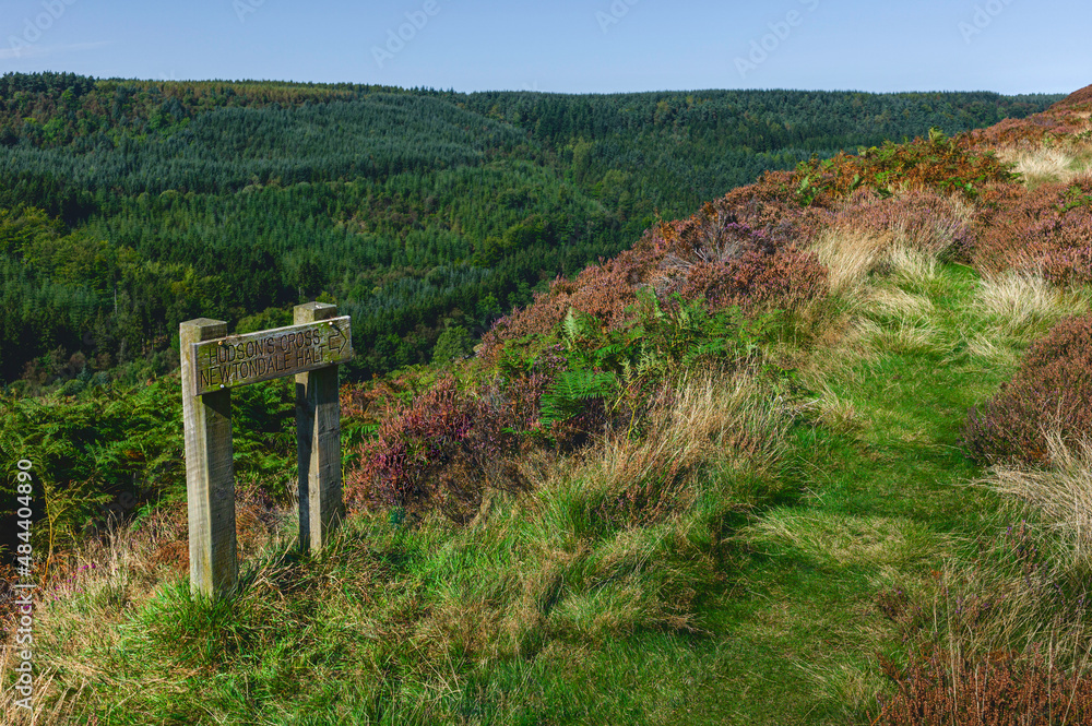 North York Moors with flowering heather, grasses, and ferns. Goathland, UK.