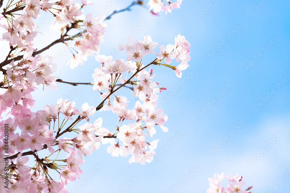 cherry blossom sakura in spring cherry blossom sakura in spring