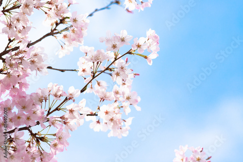 cherry blossom sakura in spring