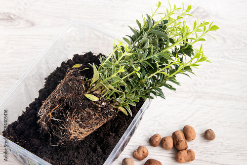 In a plastic container, a young home plant with an open root system Japanese spindle tree. Preparation for transplanting into a new nutrient soil. photo