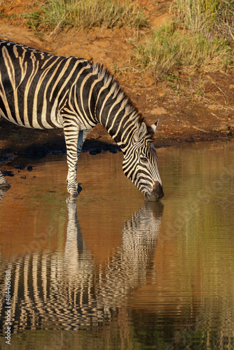 Zebra  Pilanesberg