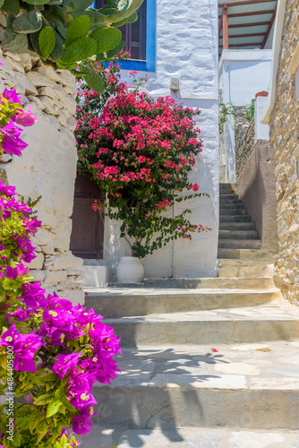 Traditional cycladitic   alley with narrow street  traditional houses and a blooming bougainvillea  in ano Syros Greece