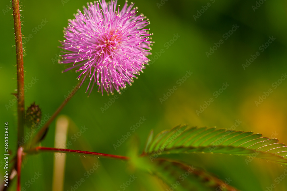 Shameplant's pink flowers are spherical in shape with yellow fibrous tips, the background of leaves and sunlight is blurry Shameplant's pink flowers are spherical in shape with yellow fibrous tips, the background of leaves and sunlight is blurry