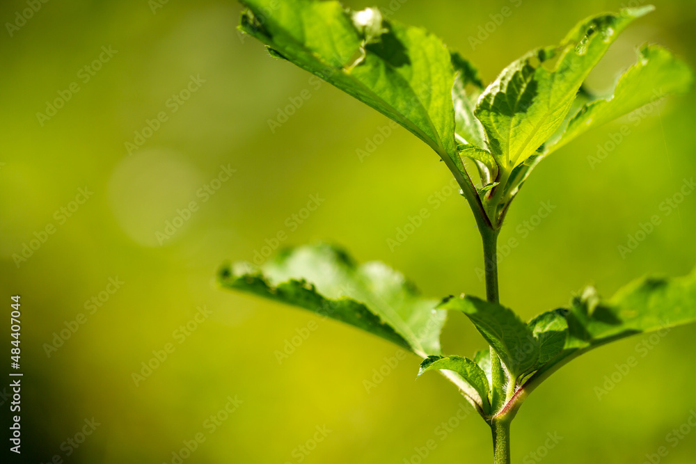 Nodeweed (Synedrella nodiflora) leaves are a common name for this species, green in color, with a blurred green foliage background Nodeweed (Synedrella nodiflora) leaves are a common name for this species, green in color, with a blurred green foliage background