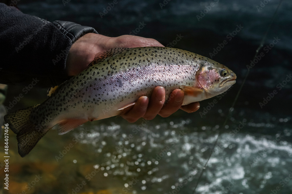 Trout caught in mountain river in the hand of  fisherman.