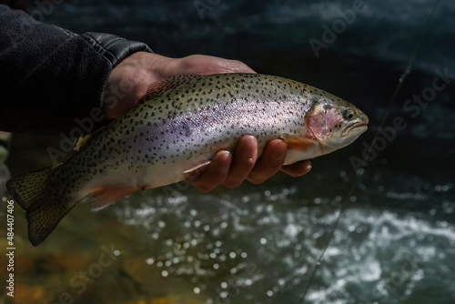 Trout caught in mountain river in the hand of fisherman.