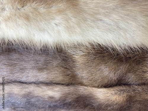 Texture of fur skins close-up. Animal fur.