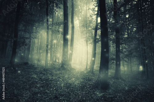 Fototapeta Naklejka Na Ścianę i Meble -  surreal forest landscape with magical sparkles in fog