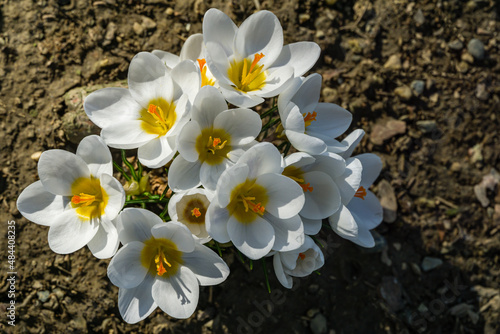 White Crocus Ard Schenk. Soft focus of spring nature with close-up of white crocus. Nature concept for spring design with place for your text. © MarinoDenisenko
