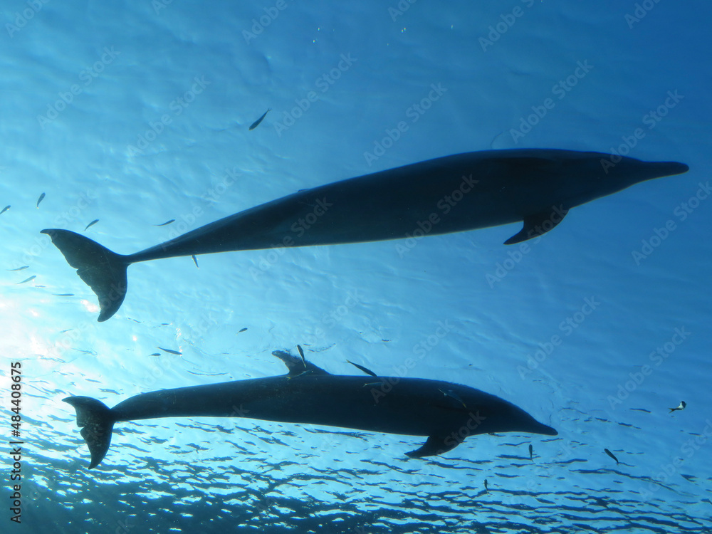 dolphin in the water dolphin in the water
