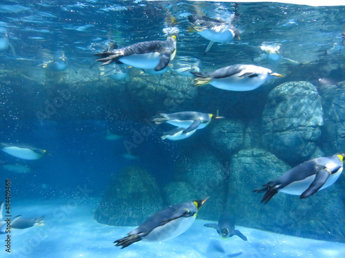 fish in aquarium