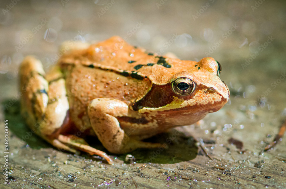 Obraz premium frog on the ground
