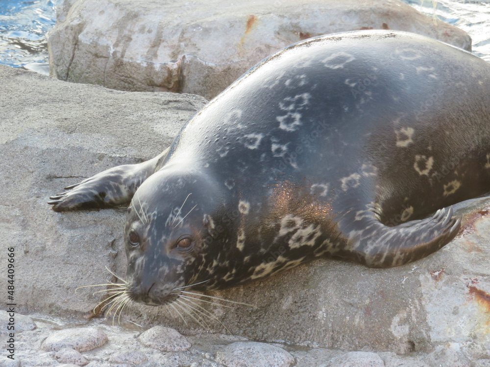Fototapeta premium island sea lion