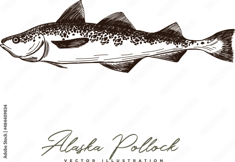 Fototapeta premium Alaska Pollock fish vector hand-drawn illustration