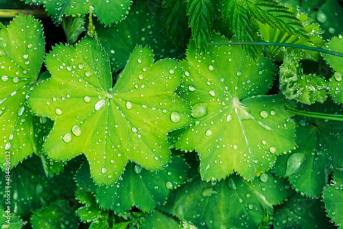 green leaf with water drops
