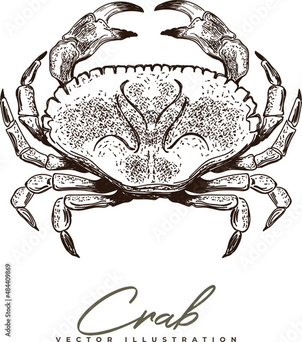 Vector detailed hand-drawing of a crab 